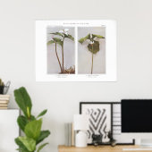 Gedekte Wake-Robin - Trillium undulatum Poster (Thuiskantoor)