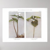 Gedekte Wake-Robin - Trillium undulatum Poster (Voorkant)