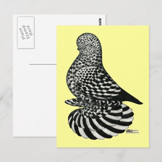 gedempte spattuimelduif briefkaart (Voorkant / Achterkant)