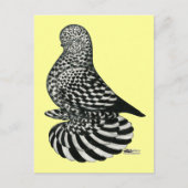 gedempte spattuimelduif briefkaart (Voorkant)