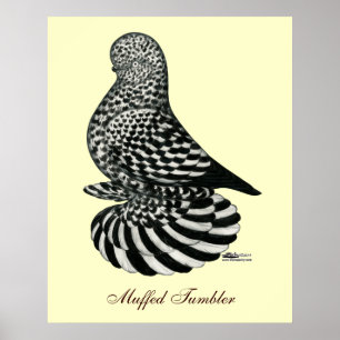gedempte spattuimelduif poster