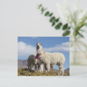 Gedeormeerde lama in de bergen van de Puna in de A Briefkaart (Staand voorkant)