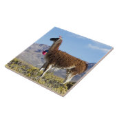 Gedeormeerde lama in de Puna, Andes-bergen 2 Tegeltje (Zijkant)