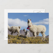 Gedeormeerde lama in de Puna, bergen van de Andes Briefkaart (Voorkant / Achterkant)