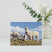 Gedeormeerde lama in de Puna, bergen van de Andes Briefkaart (Staand voorkant)