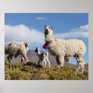 Gedeormeerde lama in de Puna, bergen van de Andes Poster