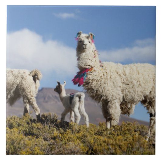 Gedeormeerde lama in de Puna, bergen van de Andes Tegeltje (Voorkant)