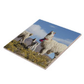 Gedeormeerde lama in de Puna, bergen van de Andes Tegeltje (Zijkant)