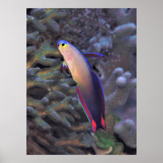 Gedestilleerd kunstvisportret poster (Voorkant)