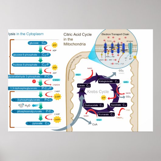 Gedetailleerd diagram van cellulaire ademhaling poster (Voorkant)