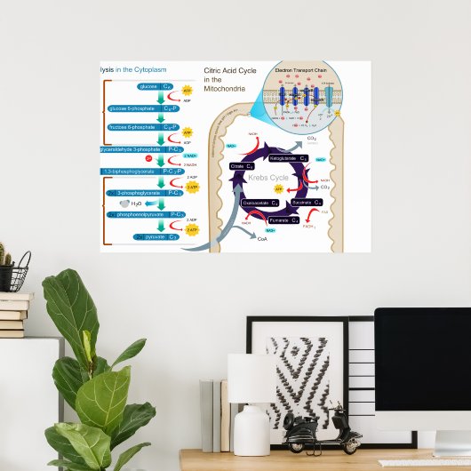 Gedetailleerd diagram van cellulaire ademhaling poster (Thuiskantoor)