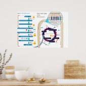 Gedetailleerd diagram van cellulaire ademhaling poster (Keuken)