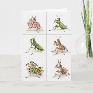 Gedetailleerde bidsprinkhaan soort kunst insecten kaart