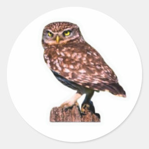 Gedetailleerde Decal van de Grote Gehoornde Uil -  Ronde Sticker