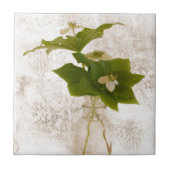 Gedetailleerde Dogwood Bunch Berry in Jar nog Life Tegeltje (Voorkant)