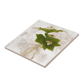 Gedetailleerde Dogwood Bunch Berry in Jar nog Life Tegeltje (Zijkant)