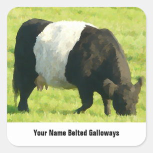 Gedetineerde kijk Geloofde Galloway Cow in Field Vierkante Sticker