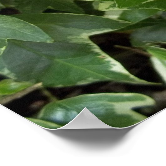 Gedifferentieerd klimop poster (Hoek)