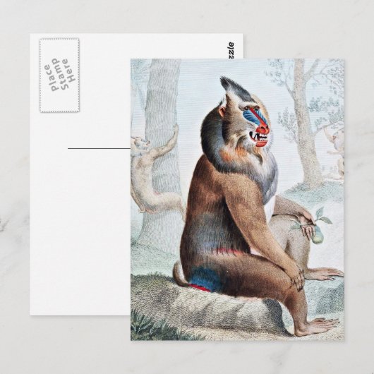 Gedifferentieerde Baboon  kunst Briefkaart (Voorkant / Achterkant)