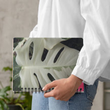 Gedifferentieerde bladbloem van Monstera