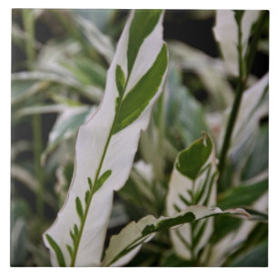 Gedifferentieerde gembertegel tegeltje