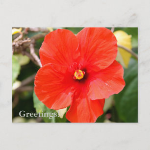 Gedifferentieerde Hibiscus Briefkaart