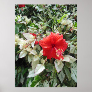 Gedifferentieerde Hibiscus Poster