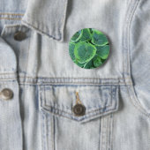 Gedifferentieerde Hosta Light Green Donk Green Lea Ronde Button 5,7 Cm (In situ)