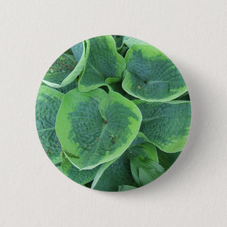 Gedifferentieerde Hosta Light Green Donk Green Lea Ronde Button 5,7 Cm