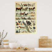  gedomesticeerde dieren door Adolphe Millot Poster (Keuken)