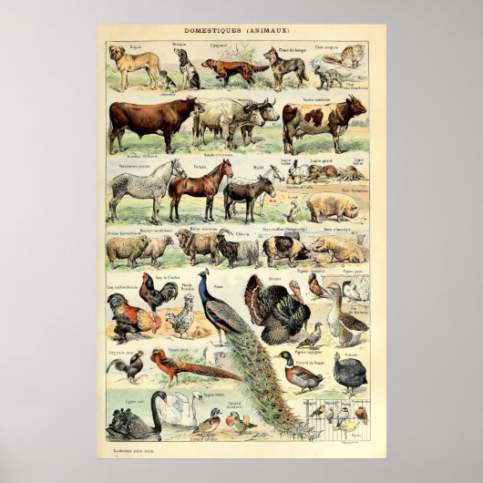  gedomesticeerde dieren door Adolphe Millot Poster (Voorkant)
