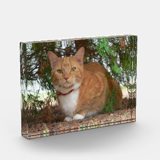 Gedomesticeerde oranje-gember gestreepte kat fotoblokken