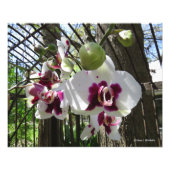 Gedopte Paarse en witte phalaenopsis Orchid Foto Afdruk (Voorkant)