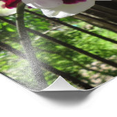 Gedopte Paarse en witte phalaenopsis Orchid Foto Afdruk (Hoek)