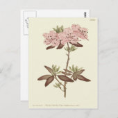 Gedotte verlaten Rhododendron-illustratie Briefkaart (Voorkant / Achterkant)