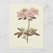 Gedotte verlaten Rhododendron-illustratie Briefkaart (Voorkant)