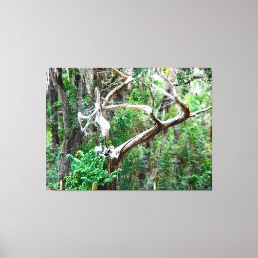 Gedraaide Boom in een Weelderig Bos Canvas Afdruk (Voorkant)