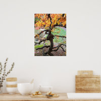 Gedraaide Japanse Esdoorn in de herfst