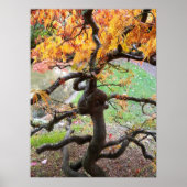 Gedraaide Japanse Esdoorn in de herfst Poster (Voorkant)