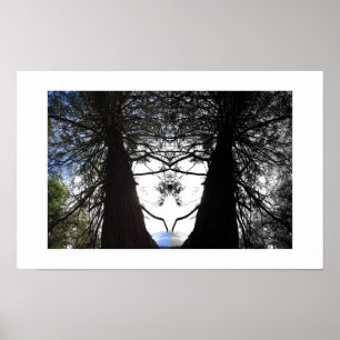 Gedraaide takken Yosemite Reflectie Fotografie Poster