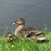 GEDRAGEN EN GEDRAGEN CANVAS AFDRUK