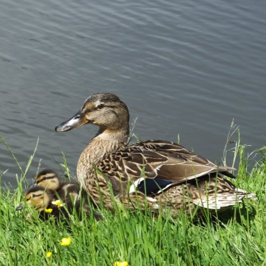 GEDRAGEN EN GEDRAGEN INPAKPAPIER VEL