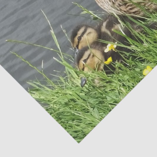 GEDRAGEN EN GEDRAGEN TISSUEPAPIER (Detail)