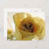 gedroogd Briefkaart van witte roos (Voorkant / Achterkant)