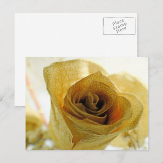 gedroogd Briefkaart van witte roos (Voorkant / Achterkant)