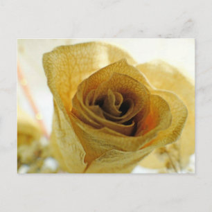 gedroogd Briefkaart van witte roos