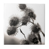 Gedroogd bureau tegeltje (Voorkant)