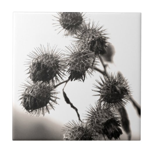 Gedroogd bureau tegeltje (Voorkant)