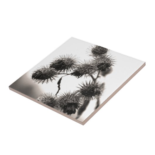 Gedroogd bureau tegeltje (Zijkant)