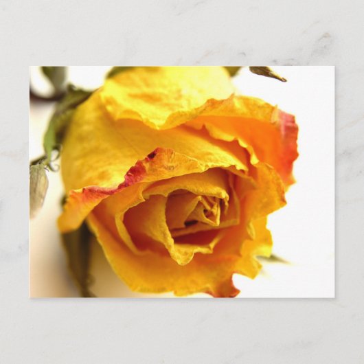 Gedroogd Roos Briefkaart (Voorkant)
